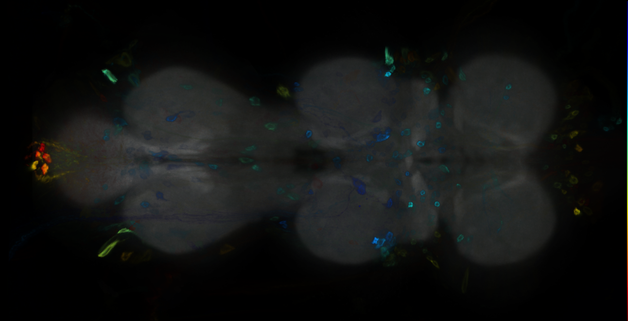 P{GMR60H01-GAL4} expression pattern