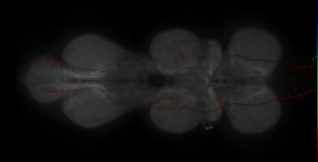 P{GMR61H10-GAL4} expression pattern