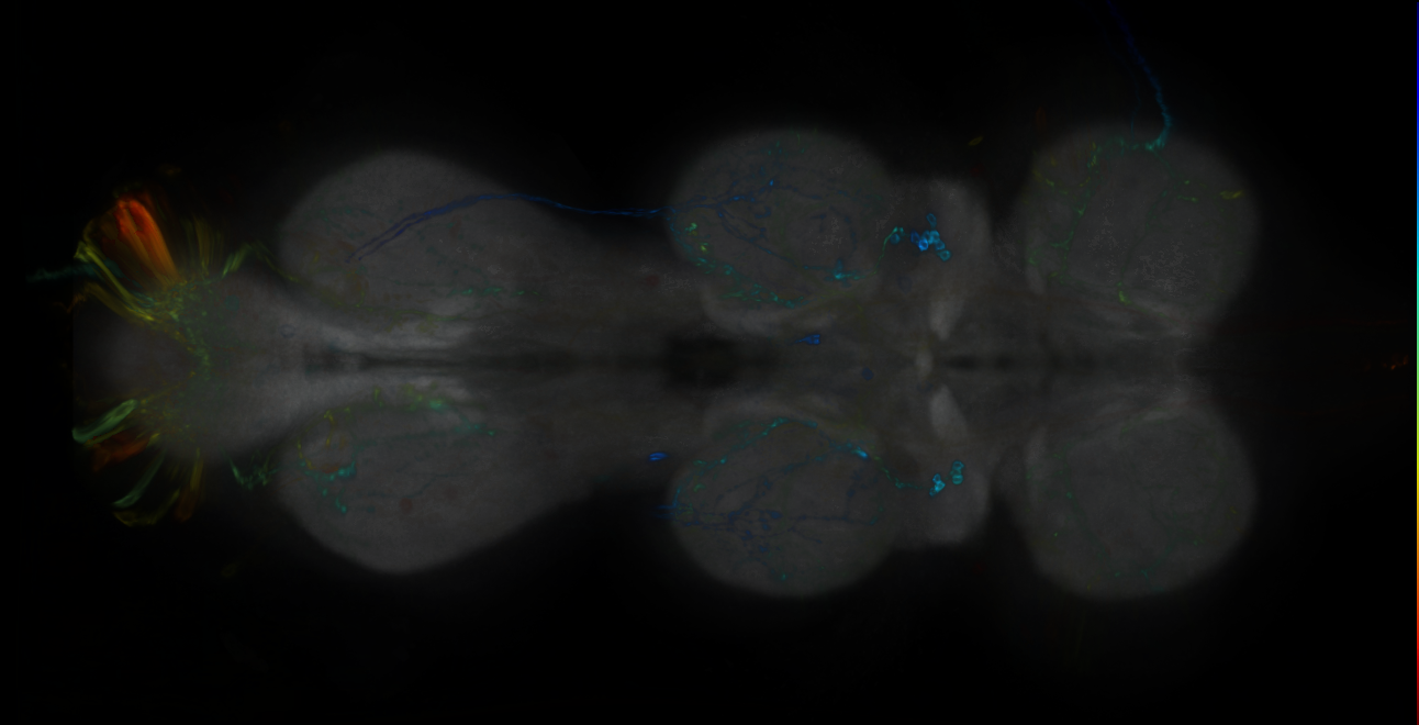 P{GMR65C02-GAL4} expression pattern
