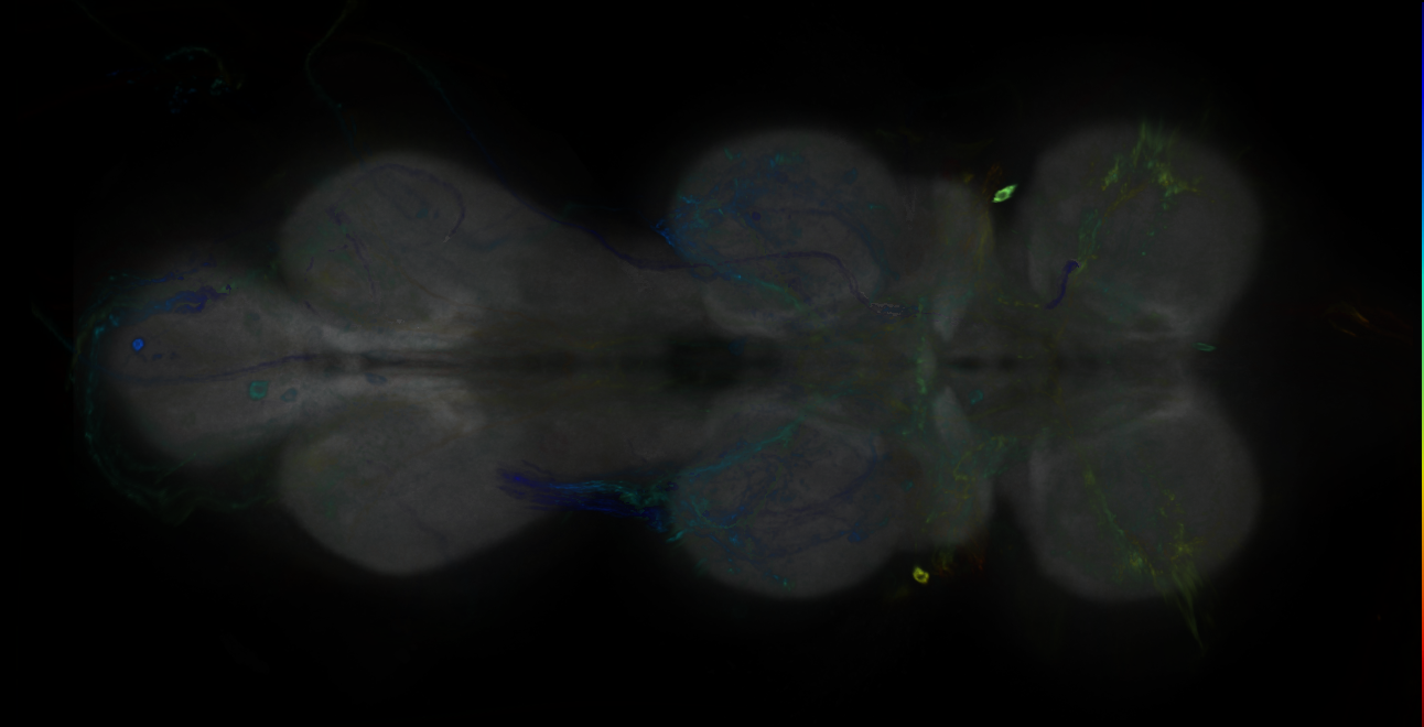 P{GMR65G10-GAL4} expression pattern