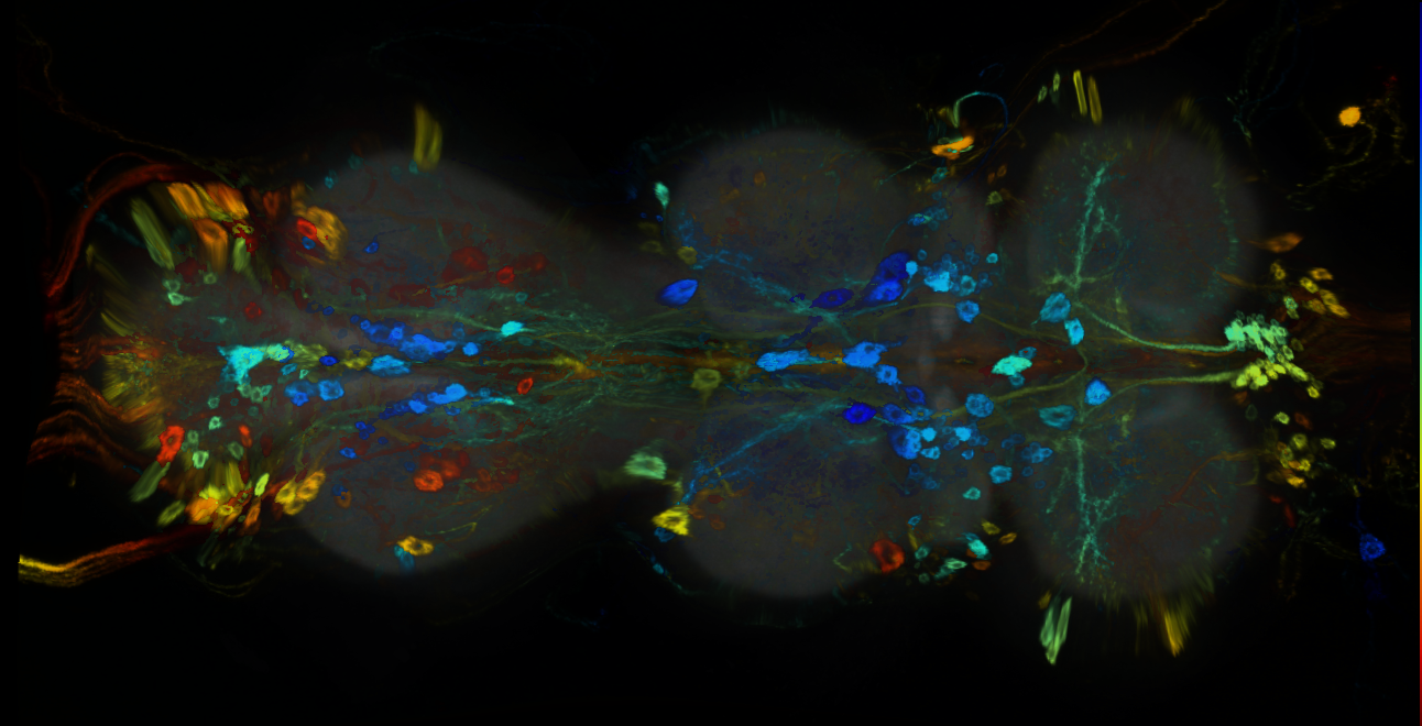 P{GMR66C02-GAL4} expression pattern