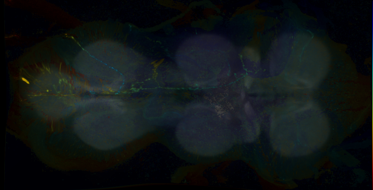 P{GMR68B08-GAL4} expression pattern