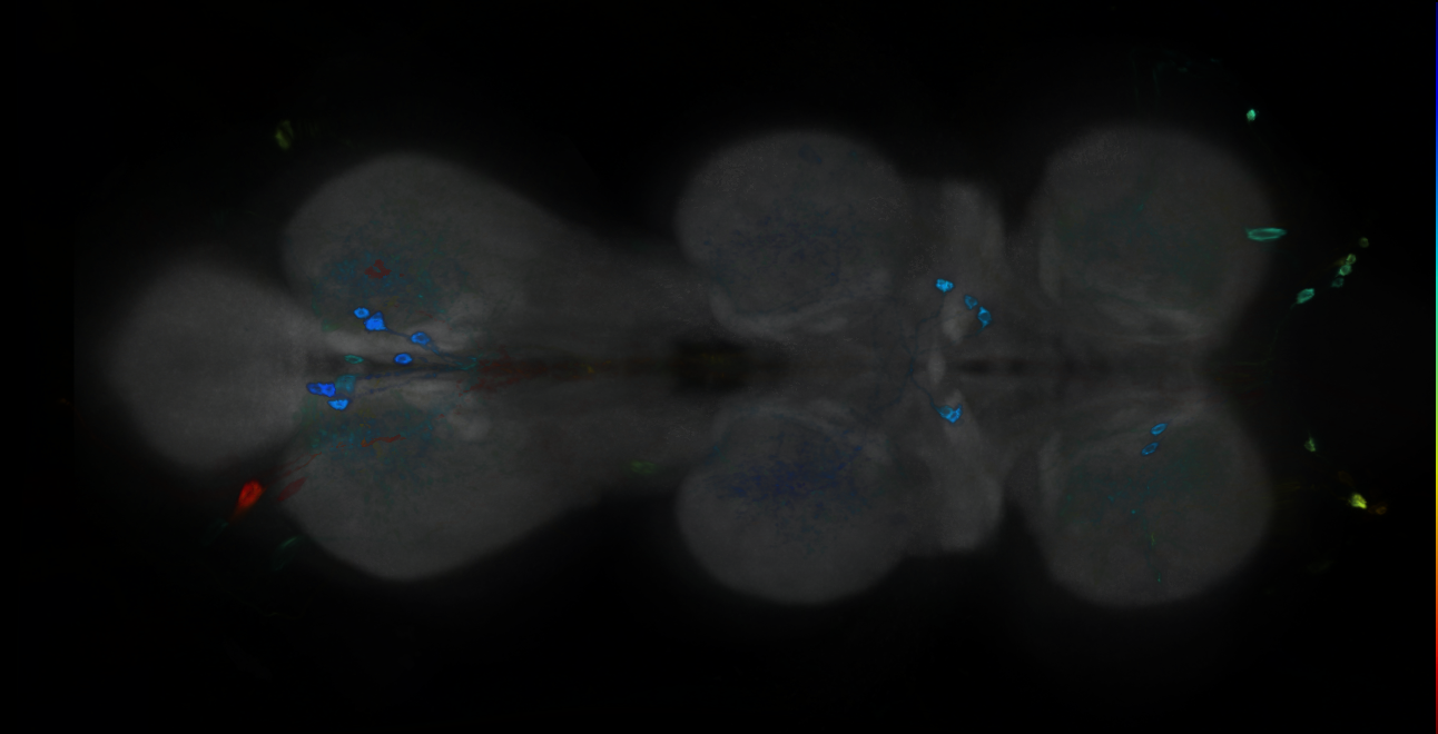 P{GMR69C05-GAL4} expression pattern
