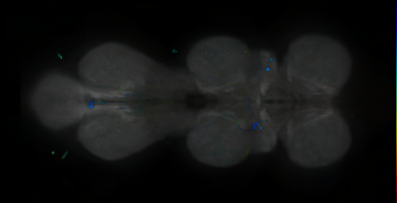 P{GMR70C09-GAL4} expression pattern