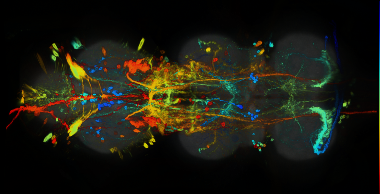 P{GMR70F05-GAL4} expression pattern