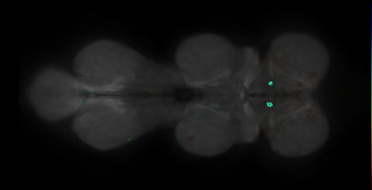 P{GMR70H06-GAL4} expression pattern