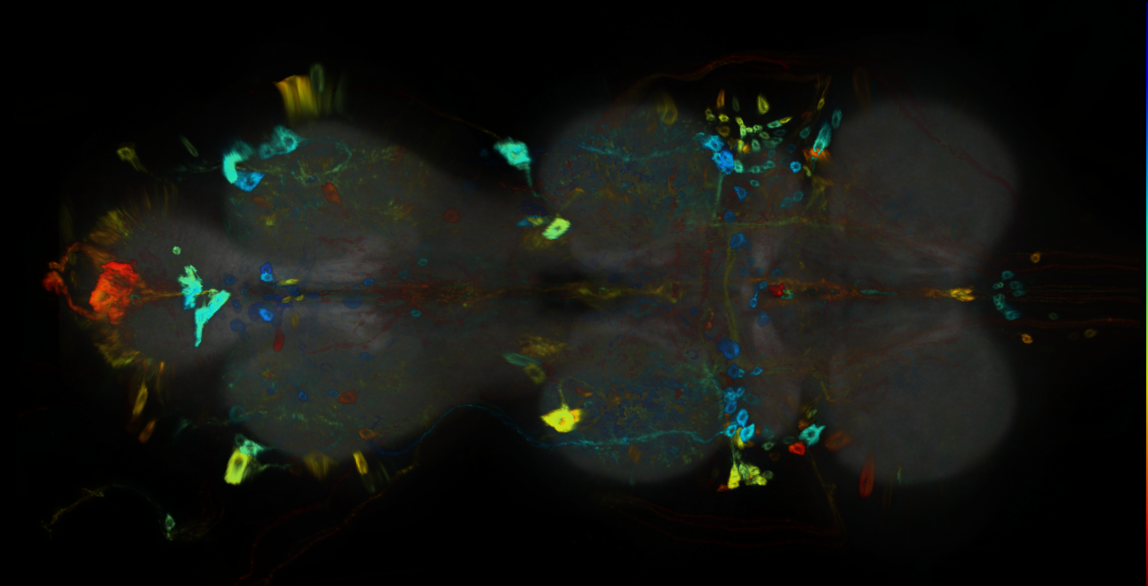 P{GMR71A02-GAL4} expression pattern