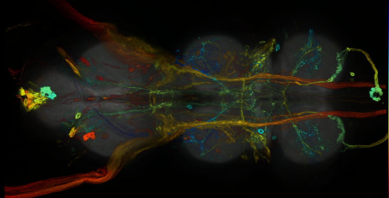 P{GMR71C02-GAL4} expression pattern