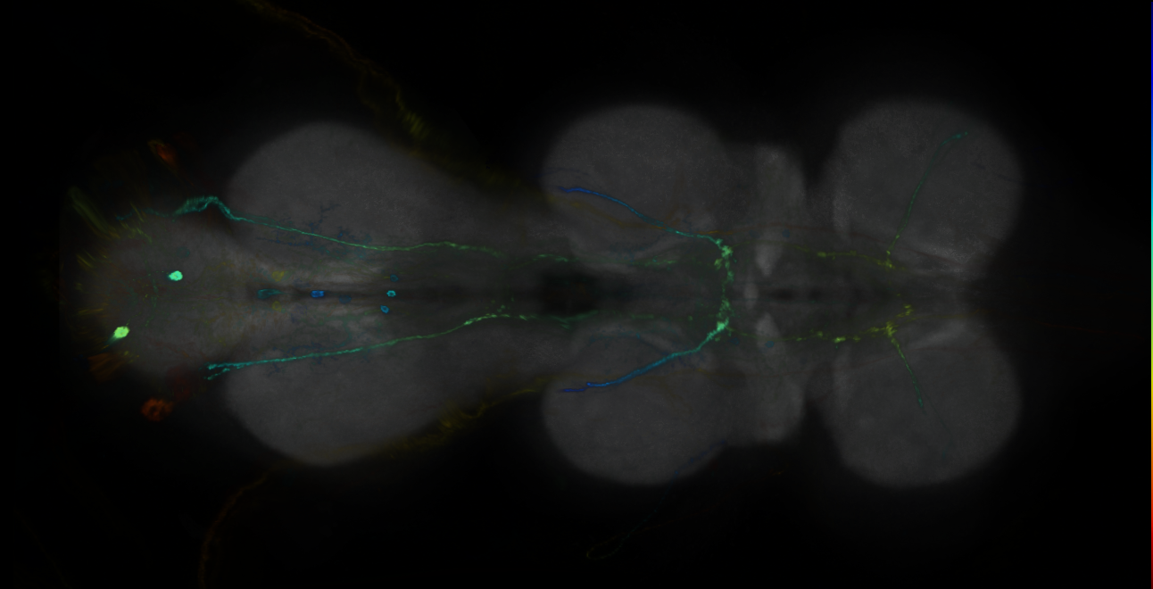 P{GMR71D01-GAL4} expression pattern