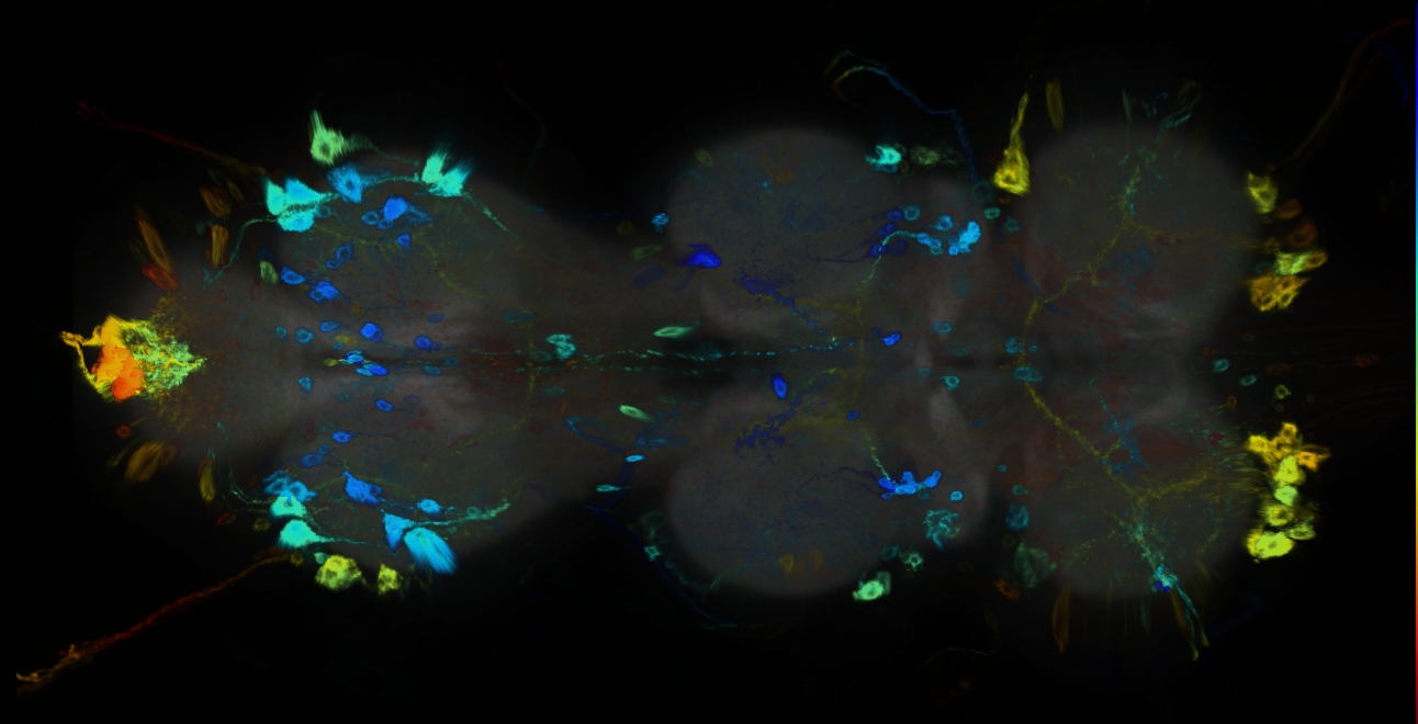 P{GMR71D03-GAL4} expression pattern