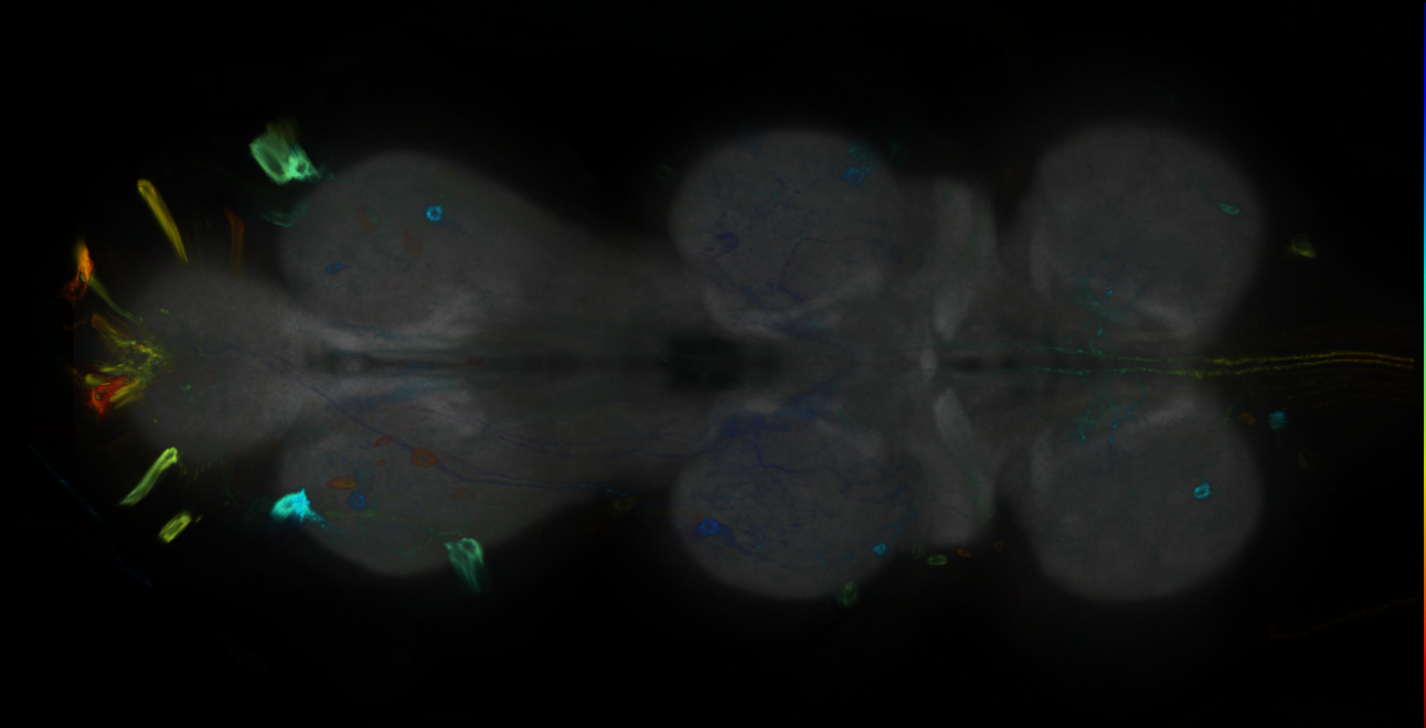 P{GMR71F06-GAL4} expression pattern
