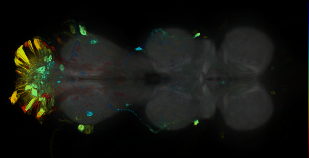 P{GMR72A09-GAL4} expression pattern