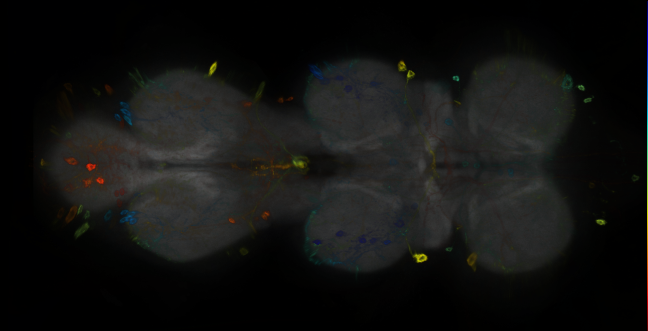 P{GMR72B06-GAL4} expression pattern
