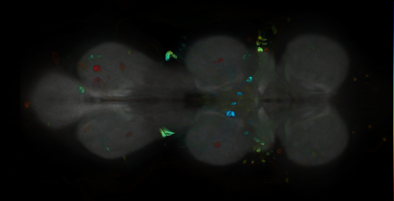 P{GMR72C12-GAL4} expression pattern