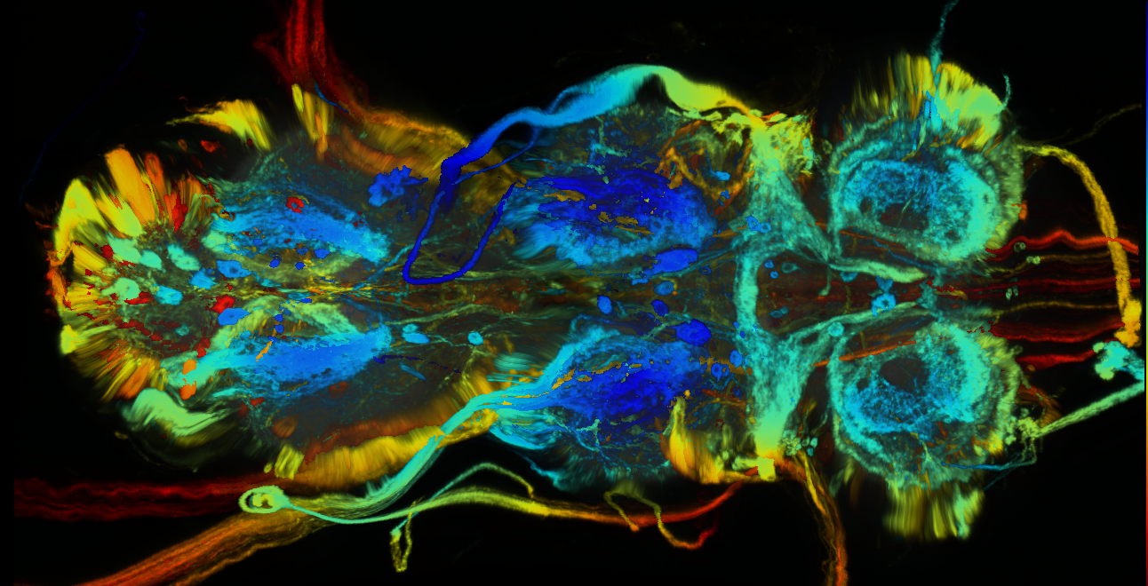 P{GMR72D03-GAL4} expression pattern
