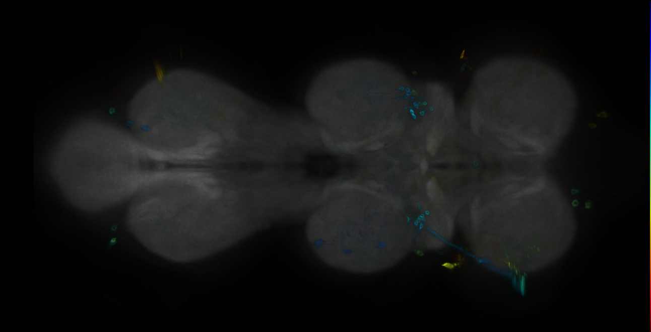 P{GMR72D08-GAL4} expression pattern