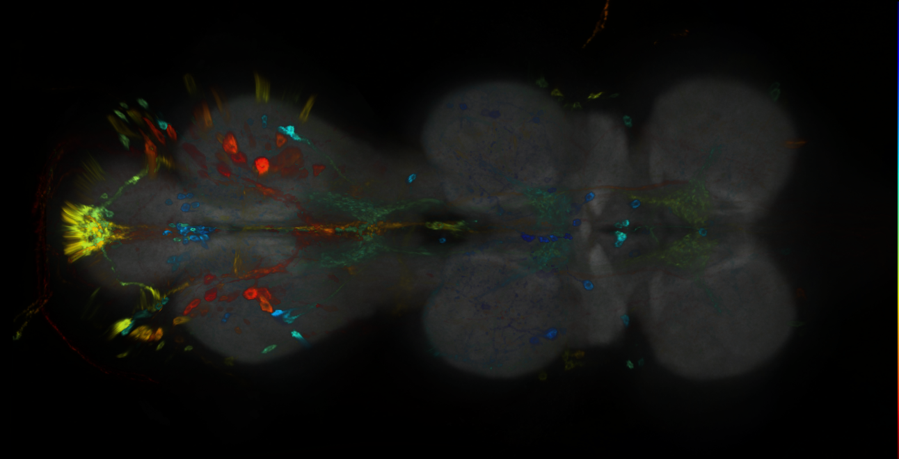 P{GMR72E01-GAL4} expression pattern