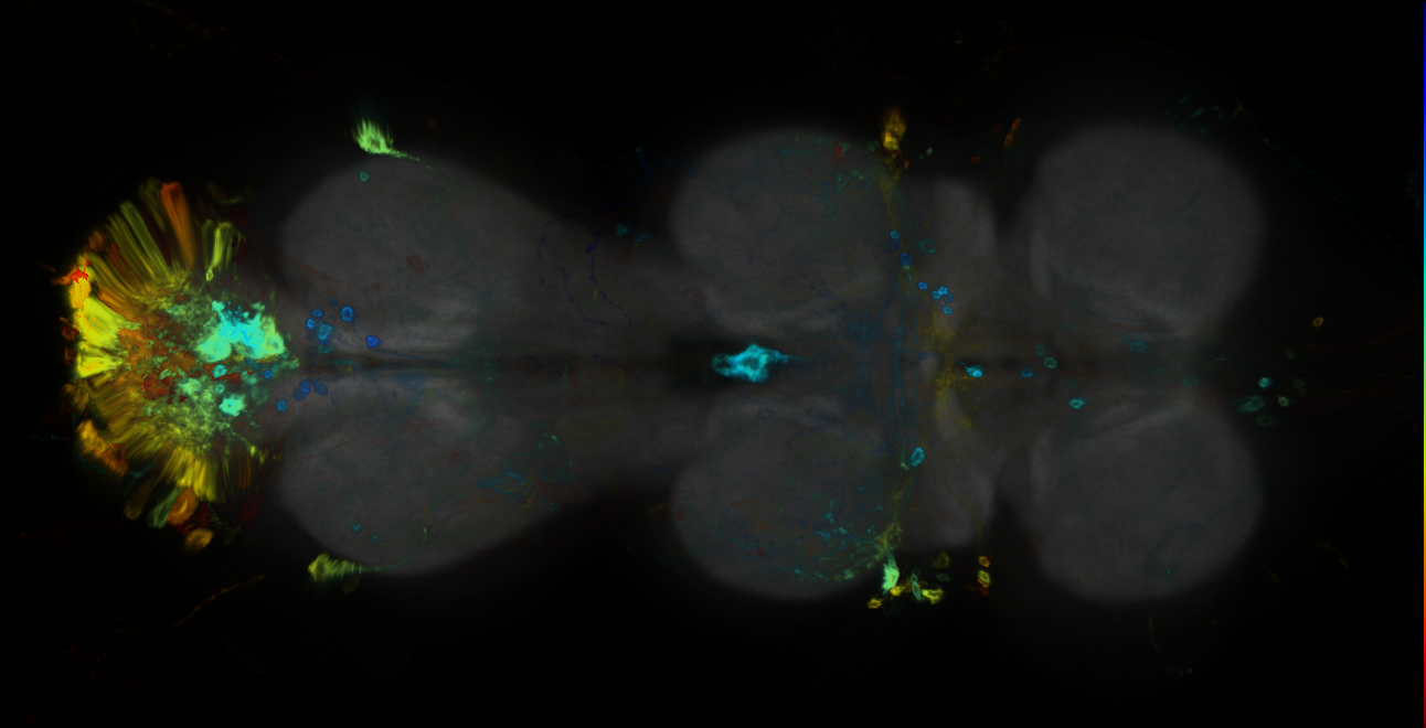 P{GMR72E12-GAL4} expression pattern