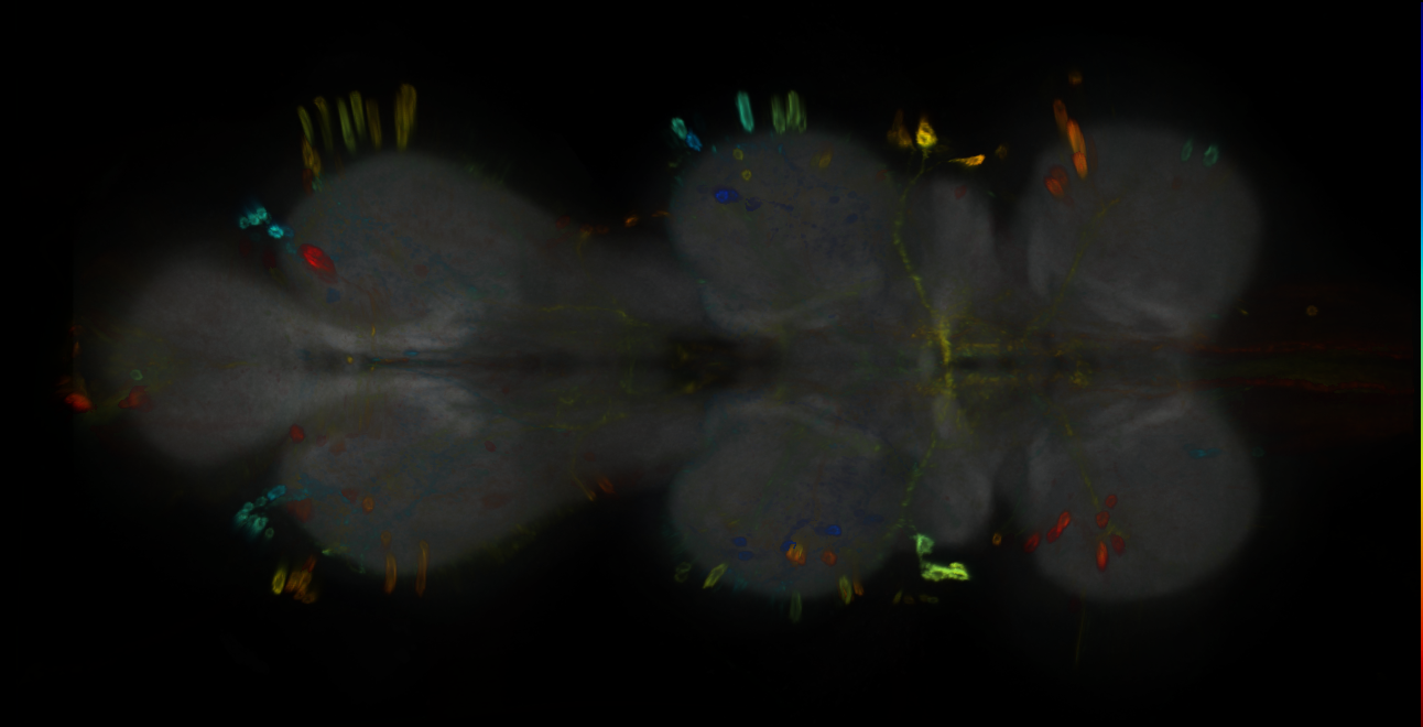 P{GMR72F07-GAL4} expression pattern
