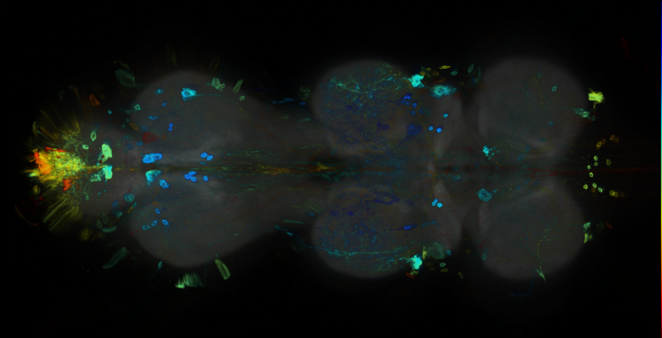 P{GMR72G01-GAL4} expression pattern