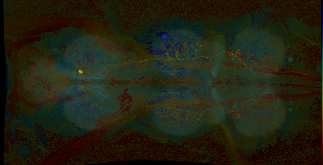 P{GMR73A11-GAL4} expression pattern