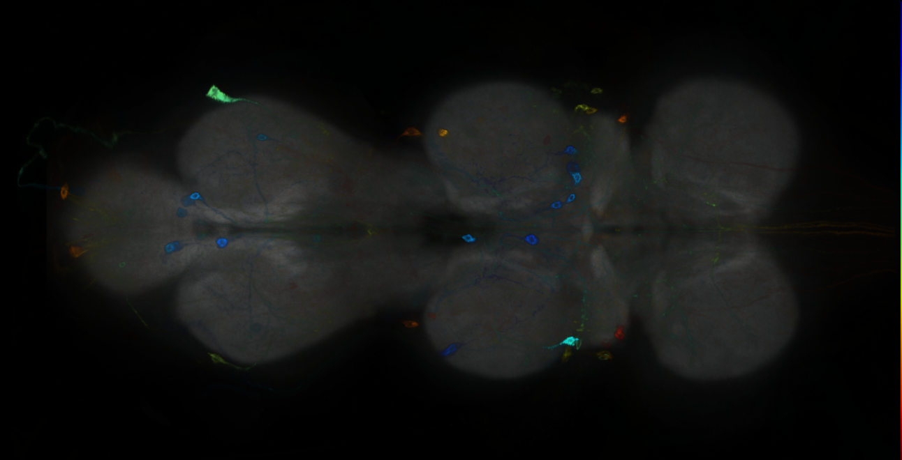 P{GMR73C05-GAL4} expression pattern