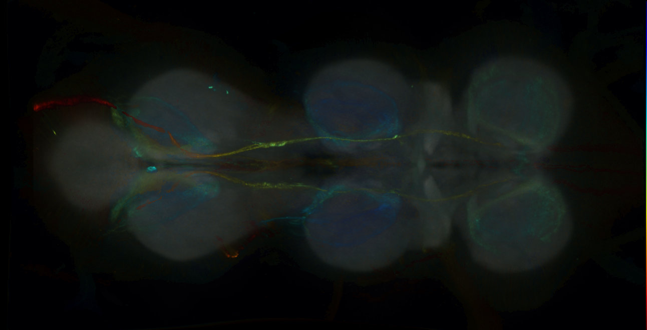 P{GMR73H07-GAL4} expression pattern