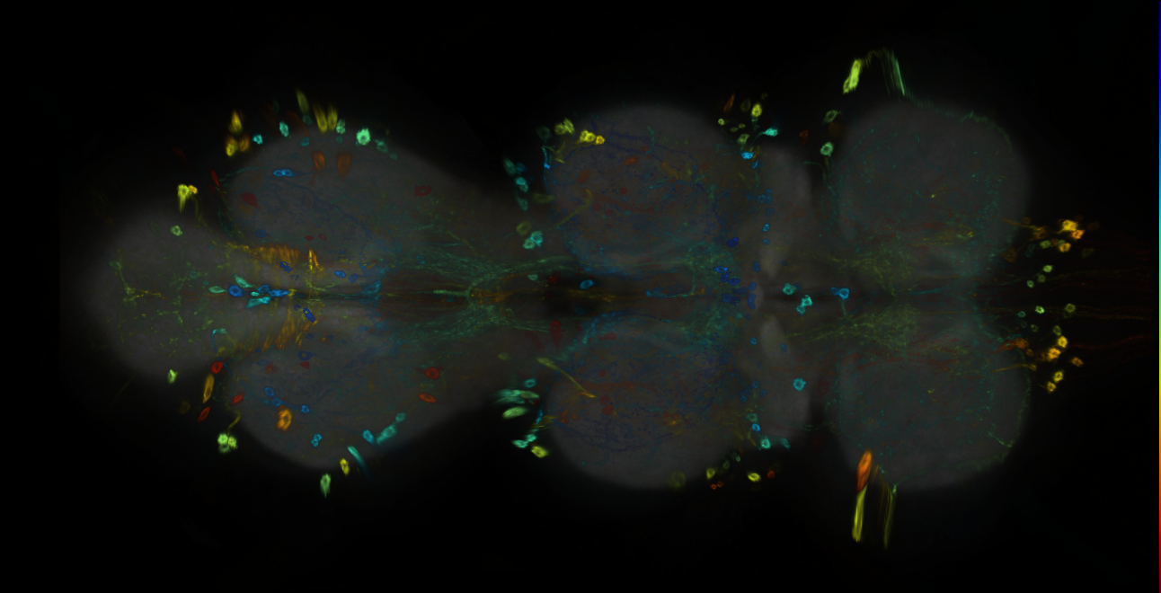 P{GMR74B04-GAL4} expression pattern