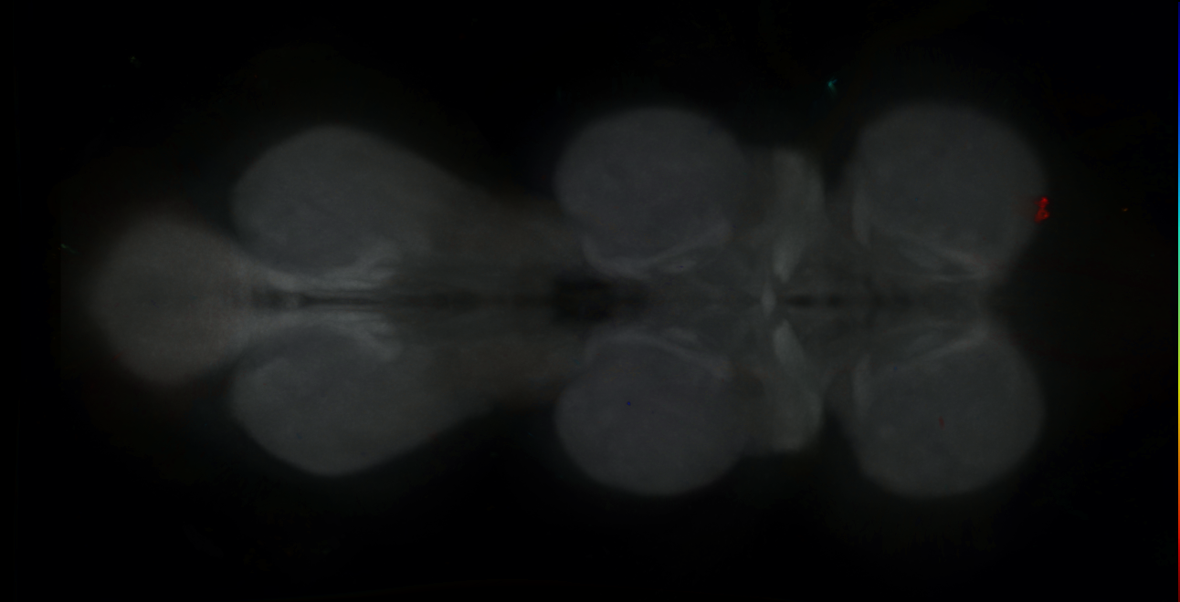 P{GMR74E10-GAL4} expression pattern