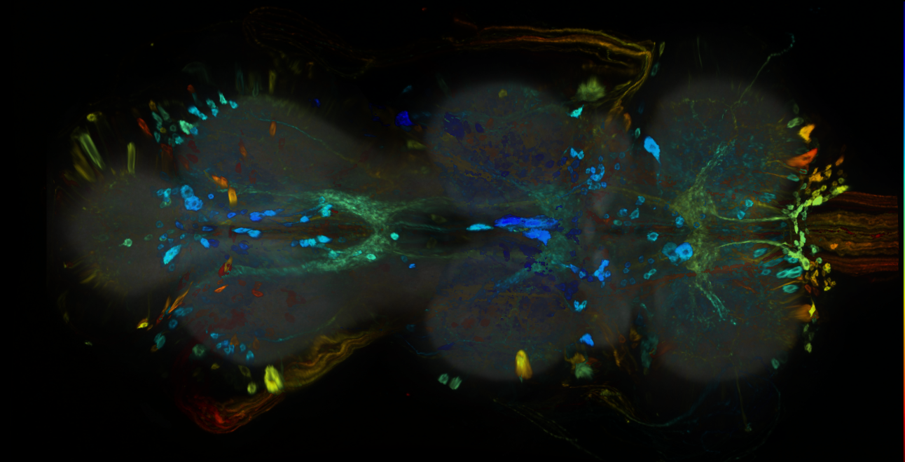 P{GMR74H01-GAL4} expression pattern