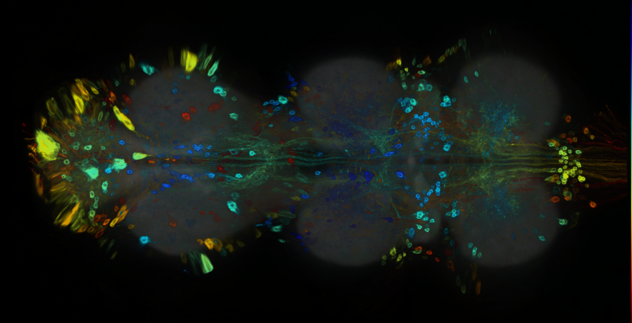 P{GMR74H12-GAL4} expression pattern