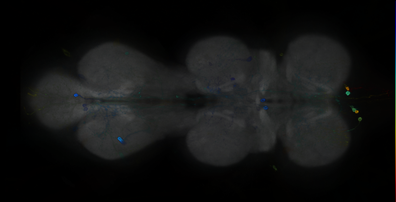 P{GMR76C02-GAL4} expression pattern