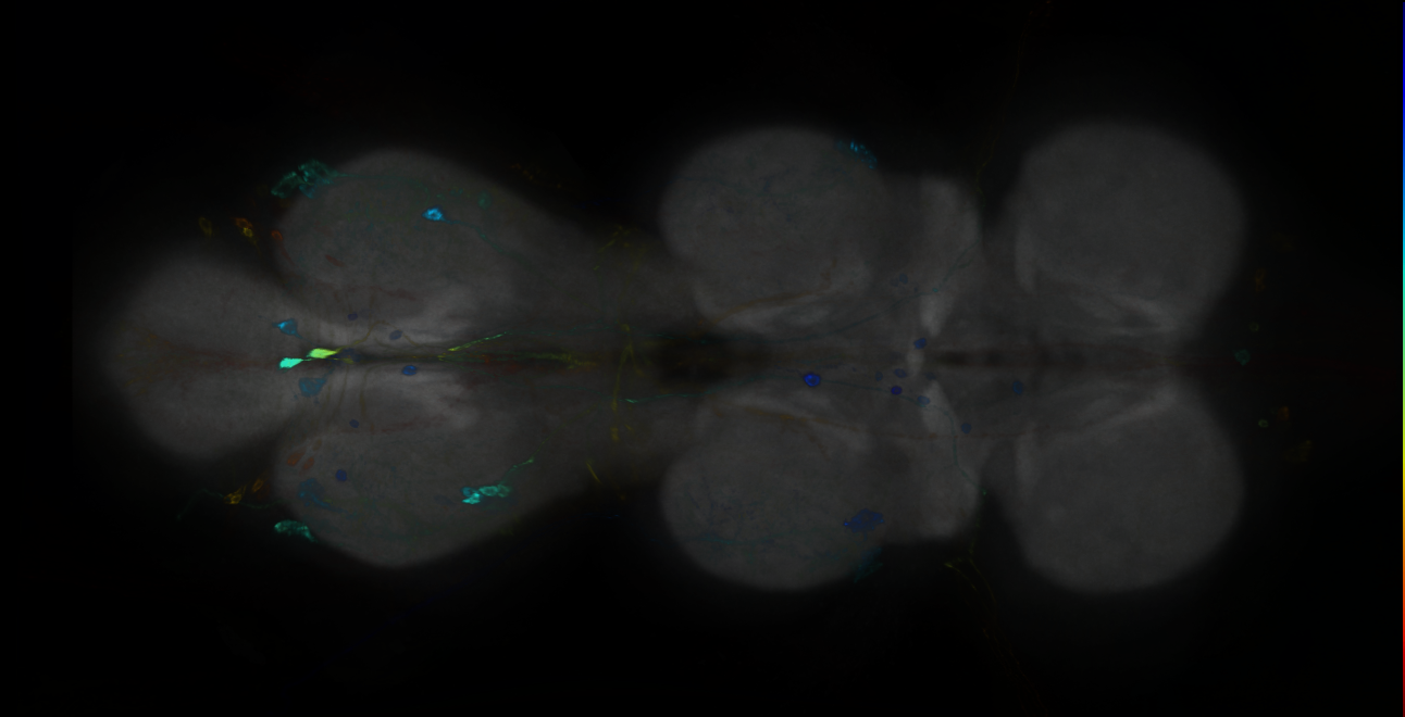 P{GMR76G09-GAL4} expression pattern