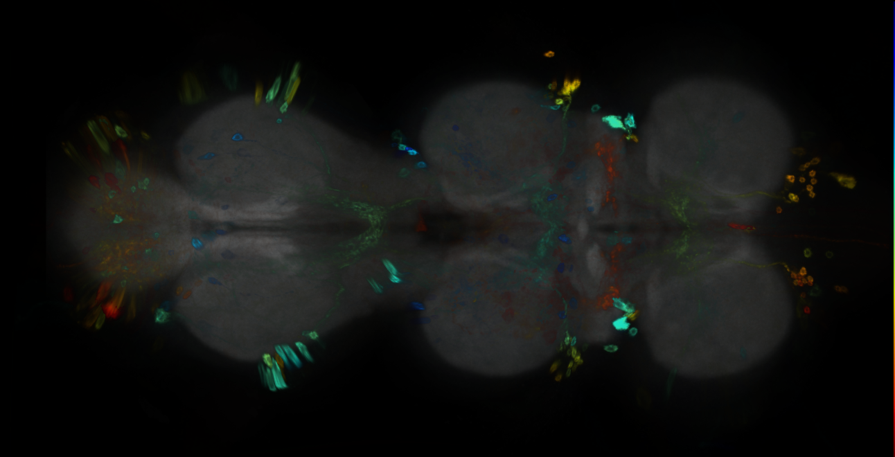 P{GMR77D02-GAL4} expression pattern