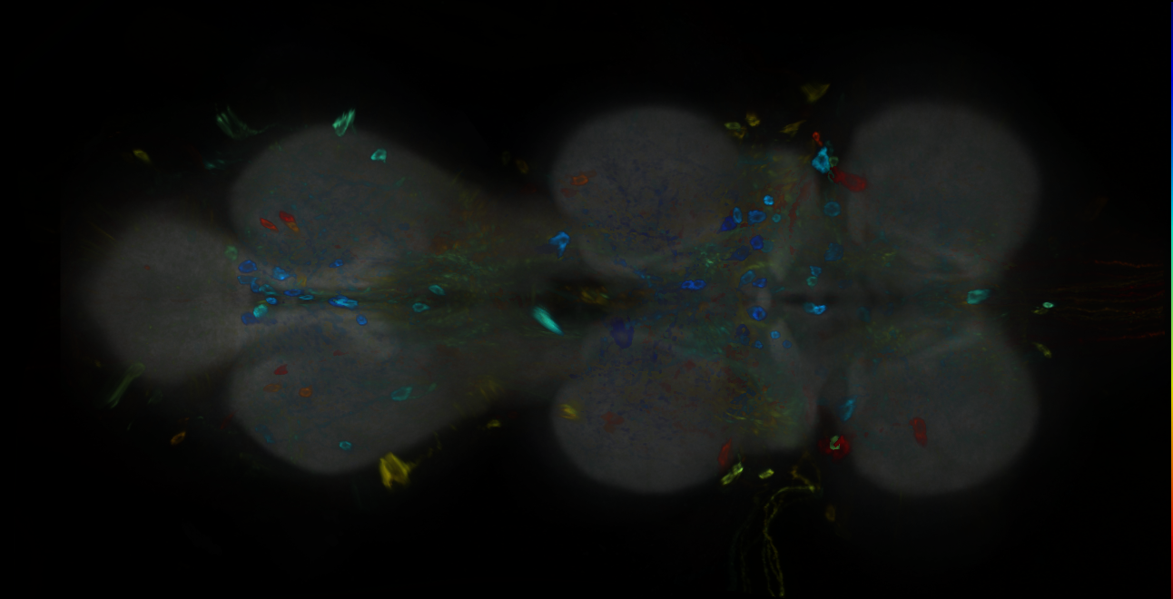P{GMR77E01-GAL4} expression pattern