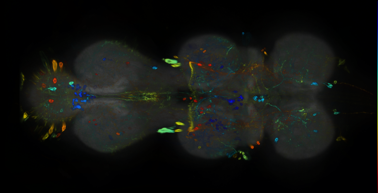 P{GMR77E03-GAL4} expression pattern