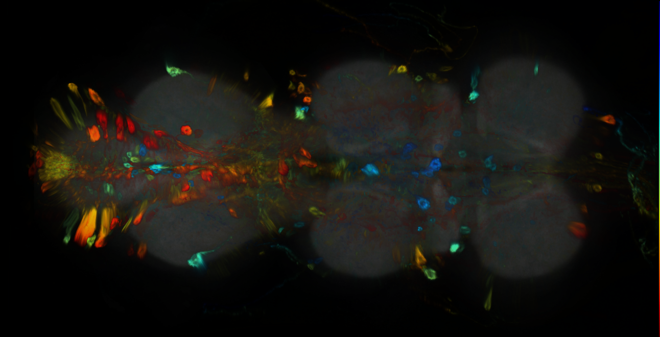 P{GMR77H07-GAL4} expression pattern