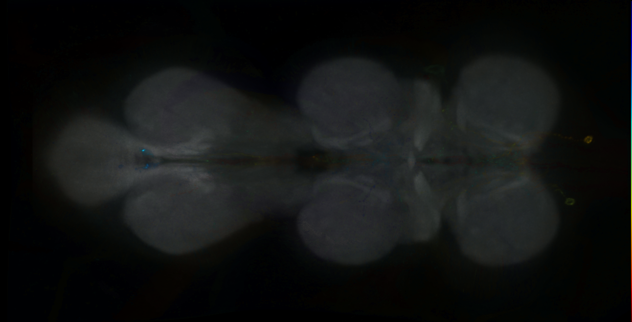 P{GMR78A03-GAL4} expression pattern