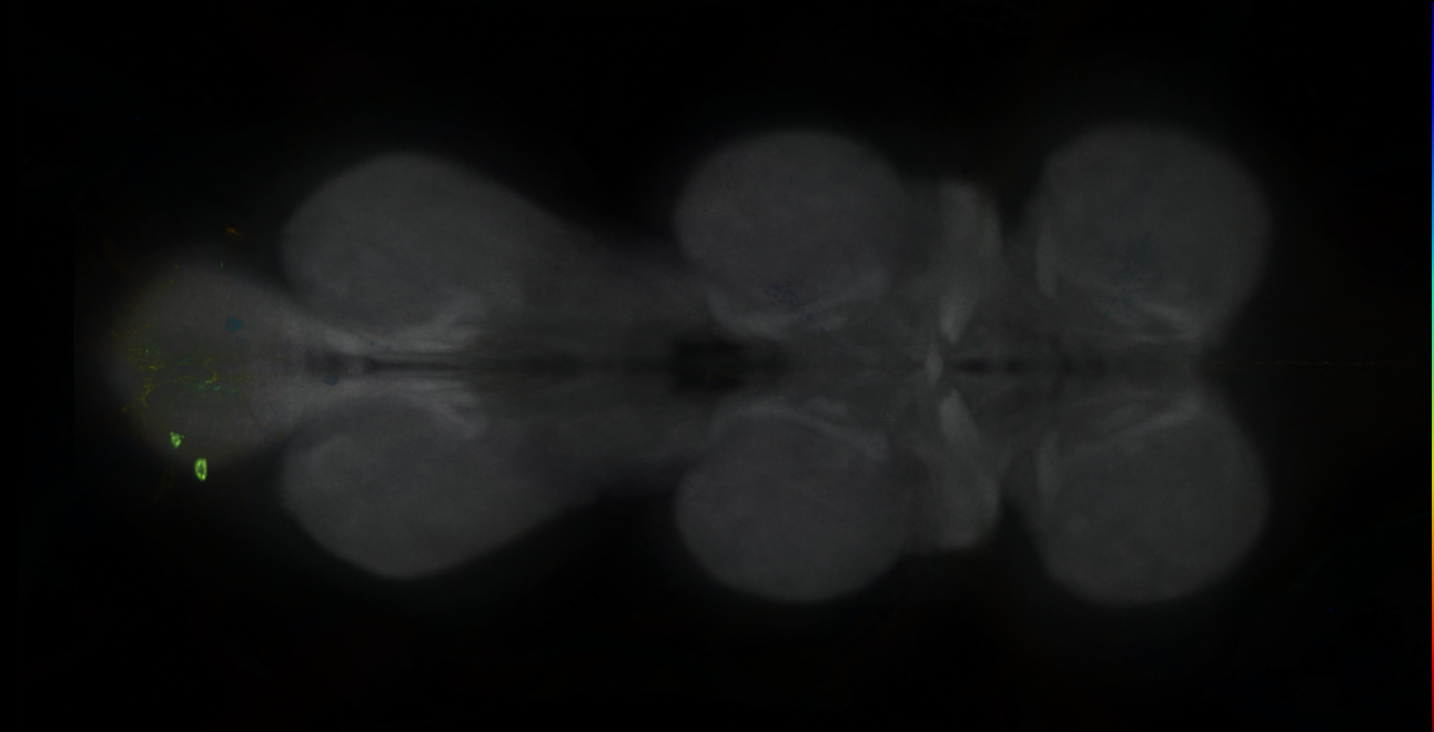P{GMR78B01-GAL4} expression pattern