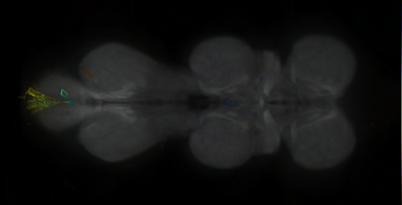 P{GMR78B08-GAL4} expression pattern