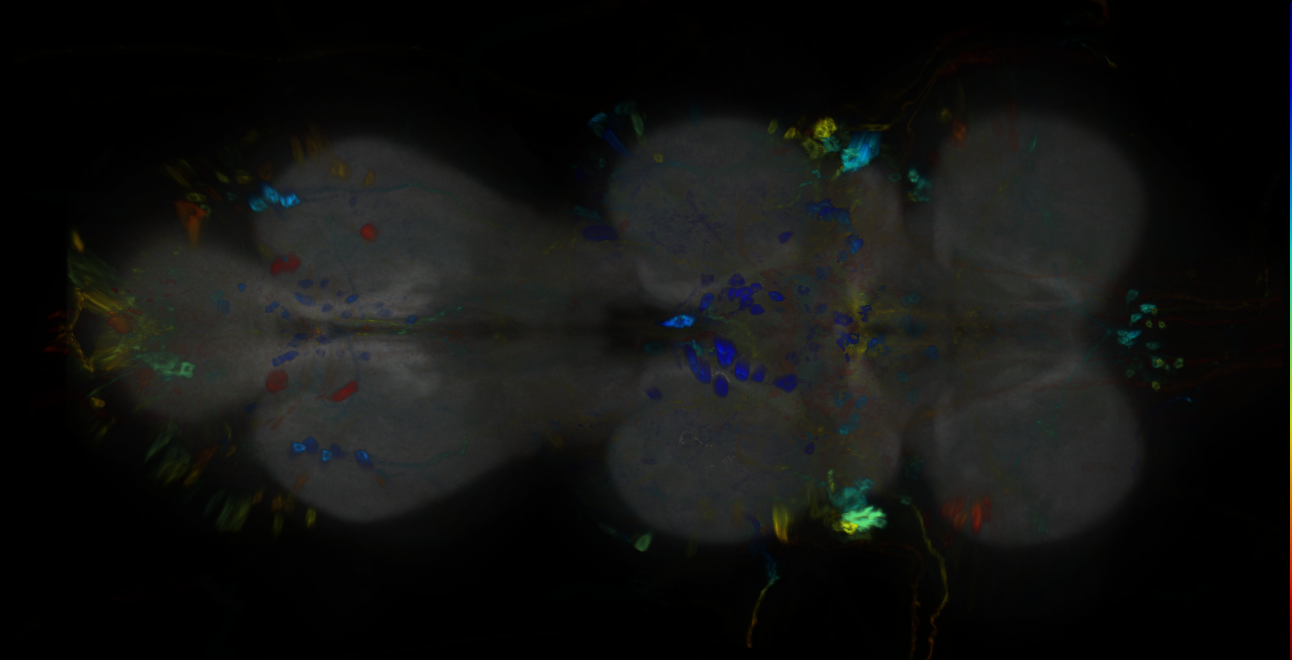 P{GMR78F02-GAL4} expression pattern