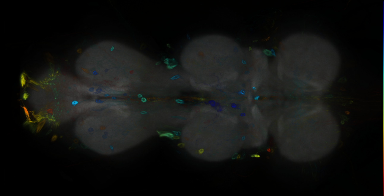 P{GMR79G03-GAL4} expression pattern