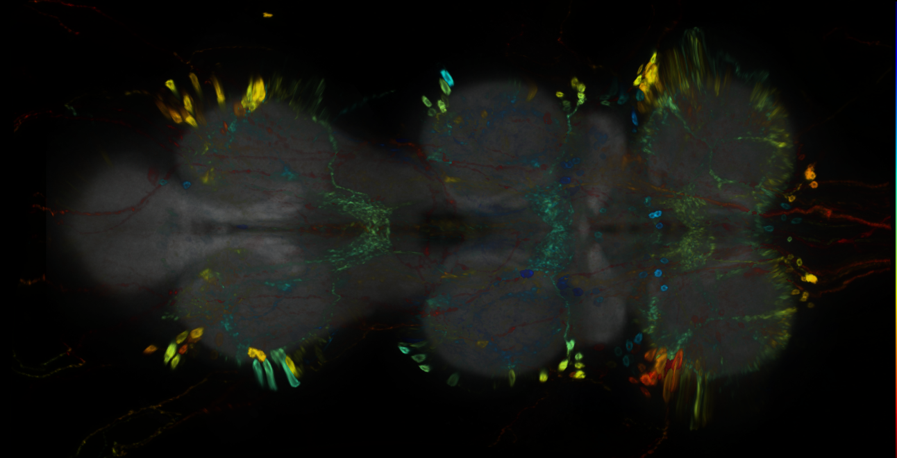 P{GMR79H04-GAL4} expression pattern