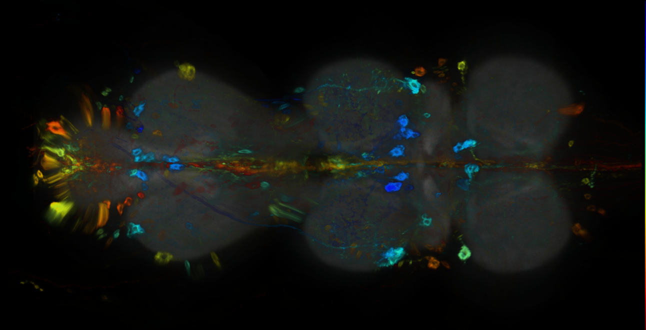 P{GMR80A12-GAL4} expression pattern