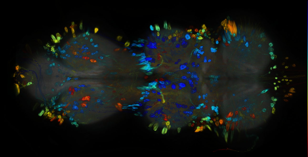 P{GMR80C01-GAL4} expression pattern