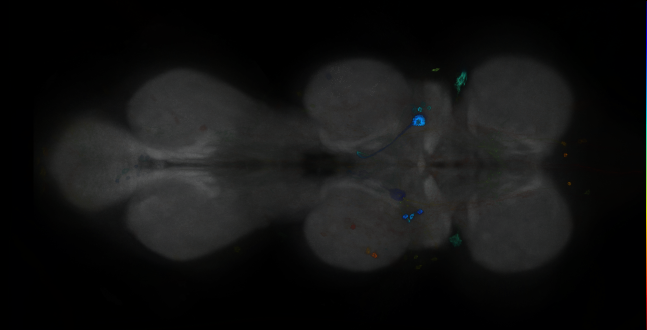 P{GMR80C12-GAL4} expression pattern