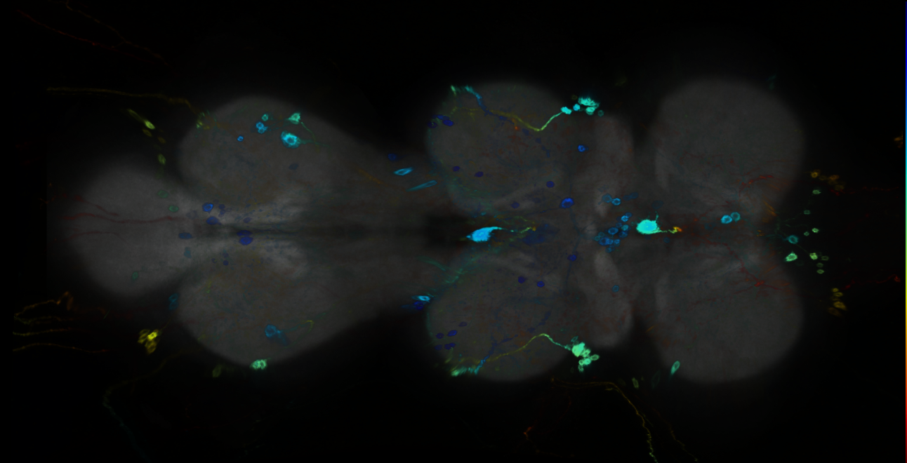 P{GMR80D03-GAL4} expression pattern