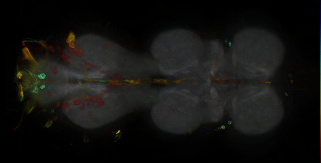 P{GMR80D07-GAL4} expression pattern