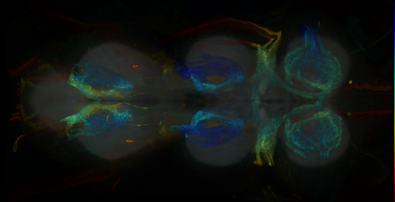 P{GMR80G02-GAL4} expression pattern