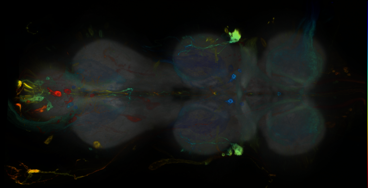 P{GMR80H09-GAL4} expression pattern
